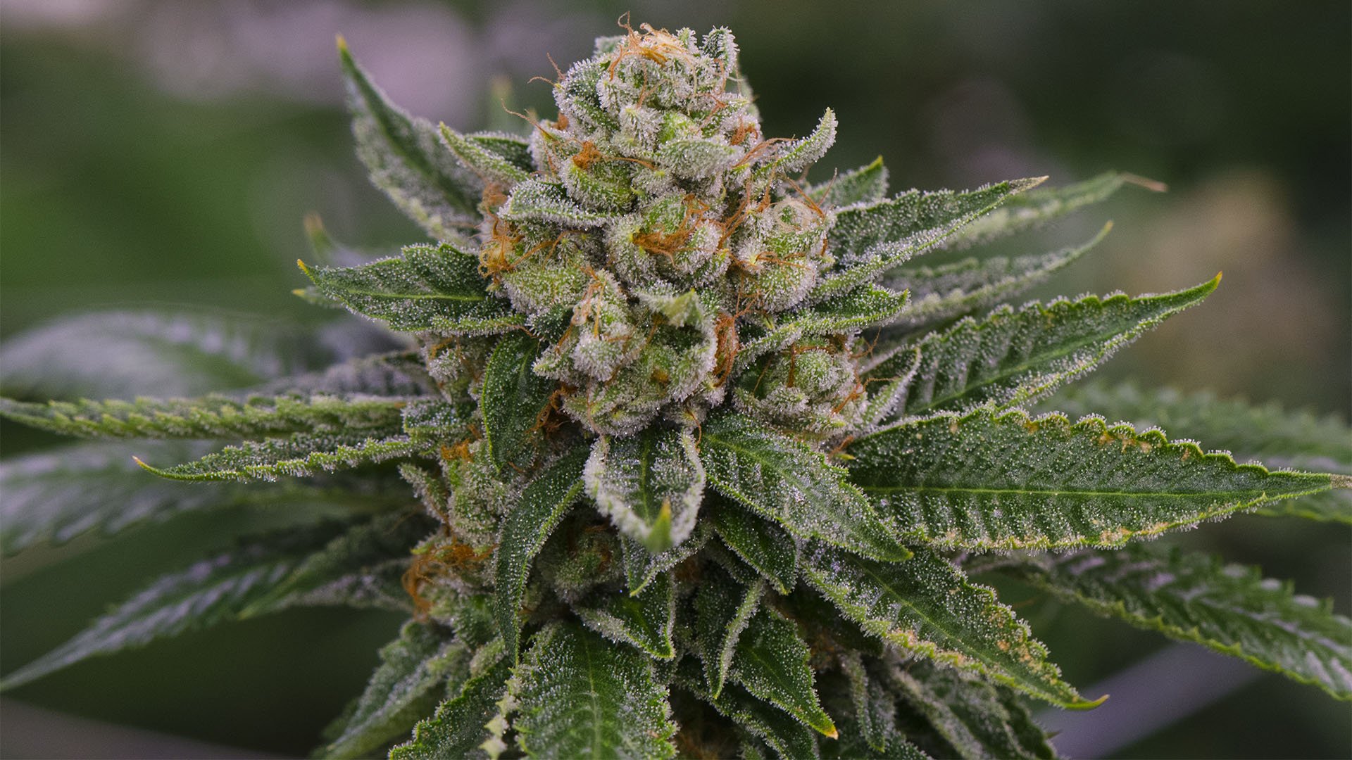 Weed Delivery in Scarboroug