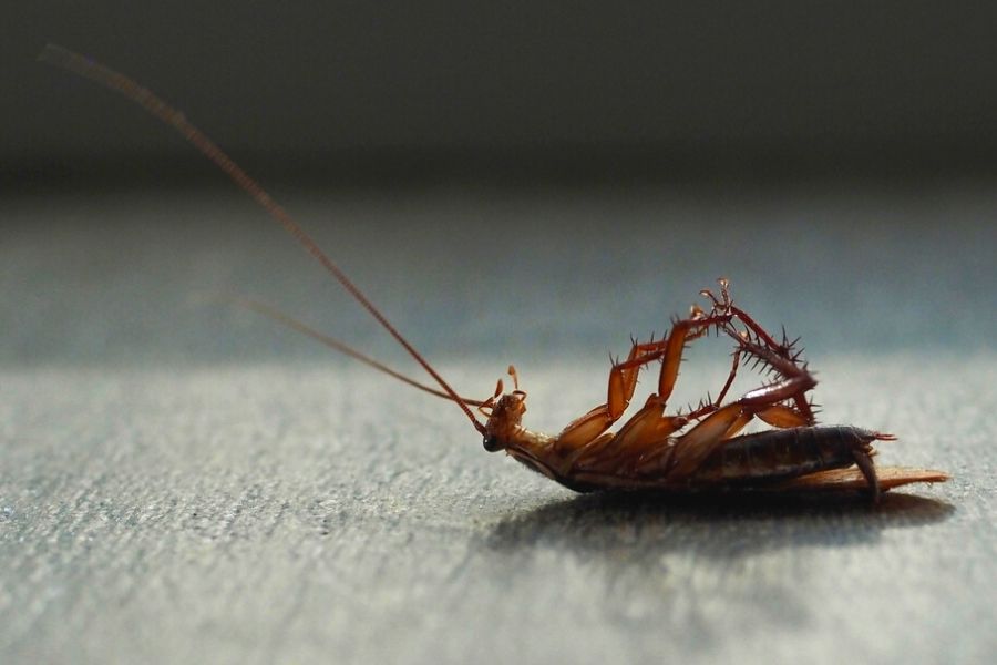 What should we understand about cockroaches and where they are found?