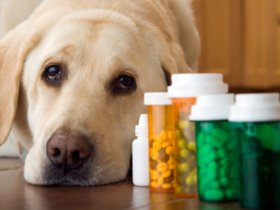 Get to know about the Best CBD Oil For Dogs