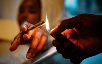 Exploring the Flavor Profiles of Pre-Rolled THC Joints